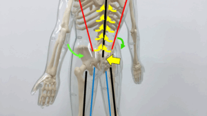 仙骨と腸骨の前後の動きから背骨を中に入れるのは、つながってます！