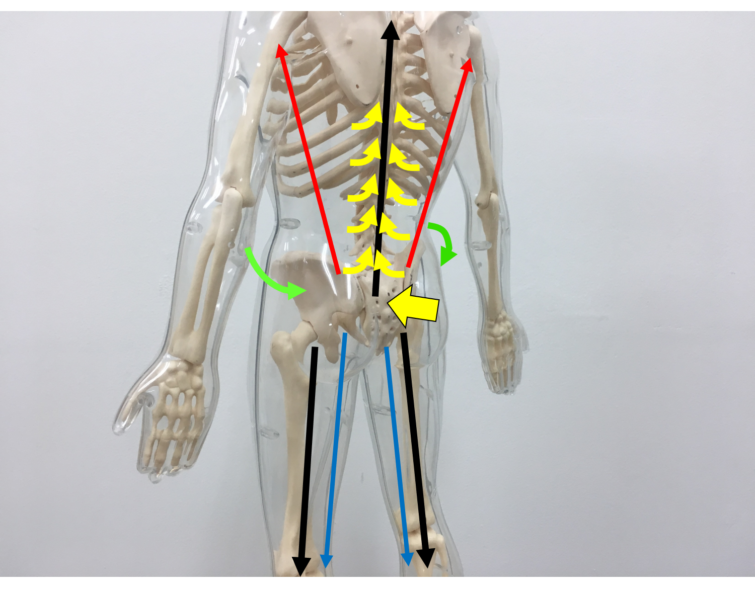 仙骨と腸骨の前後の動きから背骨を中に入れるのは、つながってます！